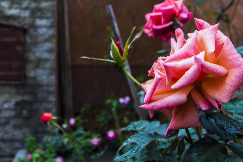 花蓮 達芙妮花園民宿 Ji'an Buitenkant foto
